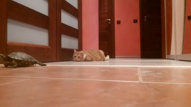 Черепаха и кот,знакомство.