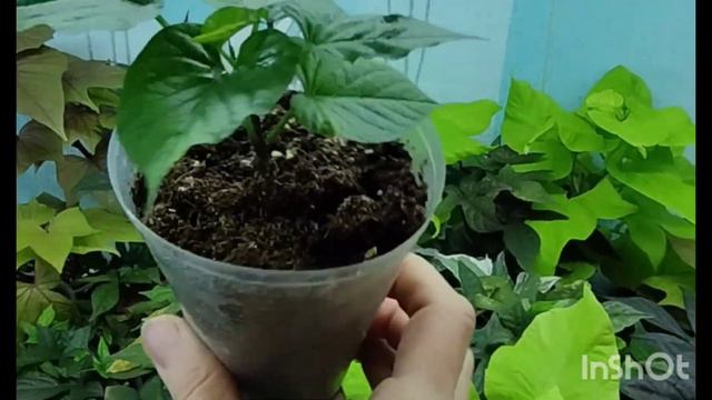 Обзор ипомеи батат в зимних условиях, уход#обзор#цветы Надежды🌺🌹🌺 смотреть онлайн