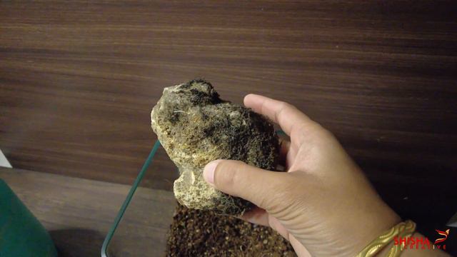 SUMMER TERRARIUM || NO MOSS