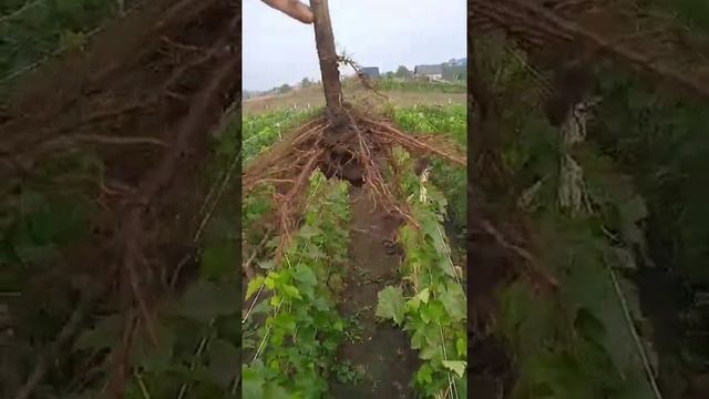 саджанці винограду Аватар смотреть онлайн