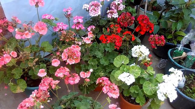 जेरेनियम को कैसे बचाकर रखा जाता है |Geranium flower plant full care tip | смотреть онлайн