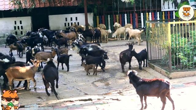 ANIMAL SOUNDS - Goat, Lion, Monkey, Hippo, Turtle, Tiger - FAMILIAR ANIMALS смотреть онлайн