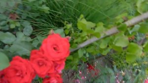 Цветение  розы Никколо Паганини).Добро пожаловать на просмотр.