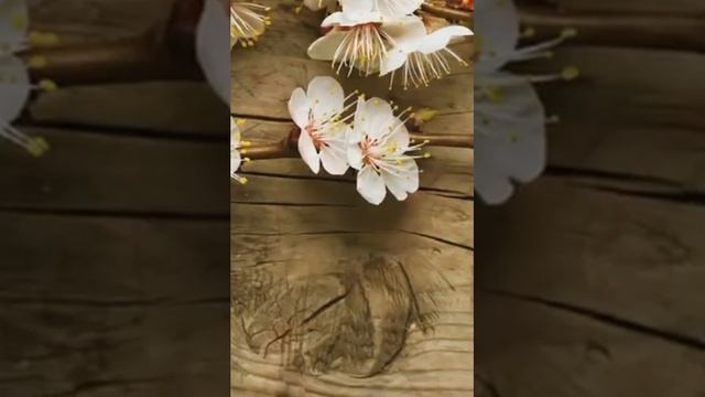 Обои , ссылка на группу в опис !! смотреть онлайн