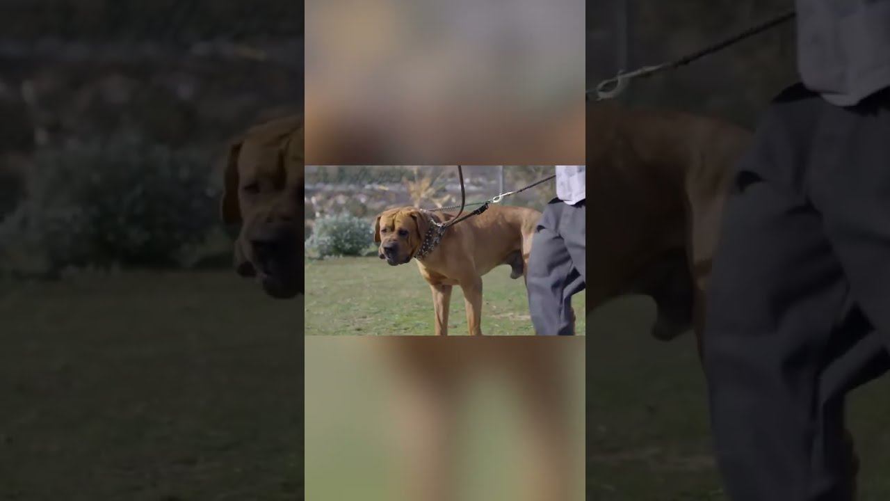 Этих собак вывели ради Боев смотреть онлайн