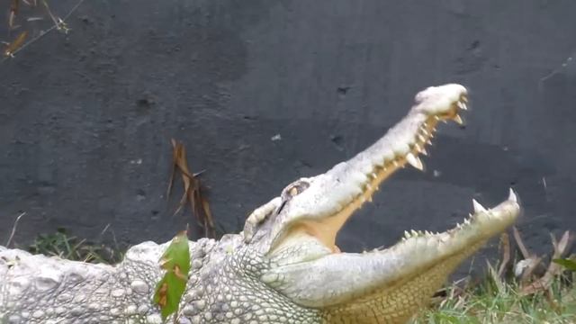 Canon PowerShot SX60 HS - Zoom & Video Test (1080p) смотреть онлайн