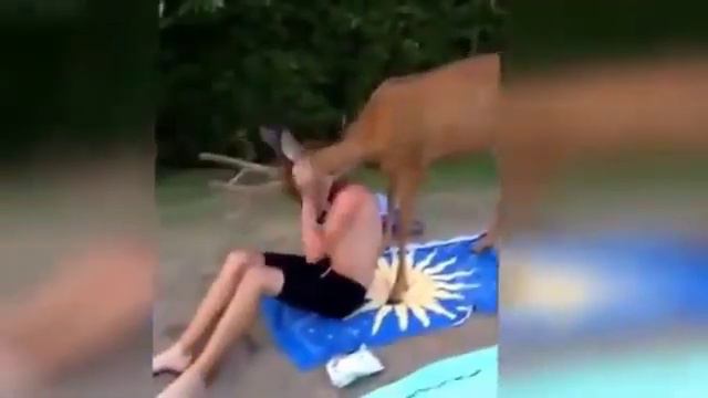 слишком ласковый олень смотреть онлайн