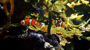 Aquarium 4K VIDEO (ULTRA HD) 🐠 Beautiful Coral Reef Fish - Relaxing Sleep Meditation Music #35