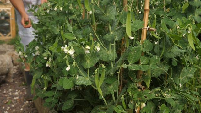 The process of 90 days growing snow peas || from 0 to harvest|| from garden to table #gardening смотреть онлайн