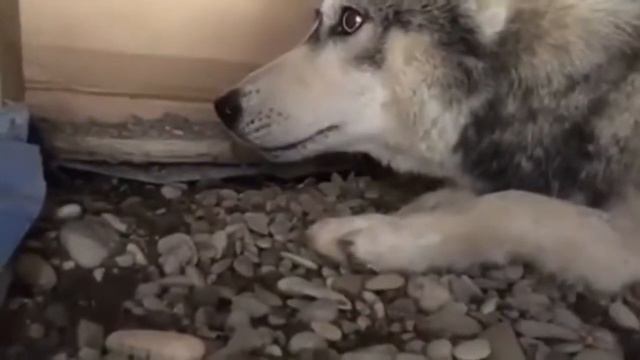 Чеченец и его домашняя хаски смотреть онлайн