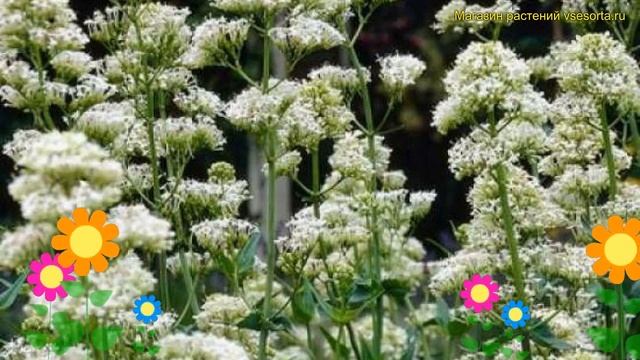 Валериана красная Альбус. Краткий обзор, описание характеристик Centranthus Ruber Albus