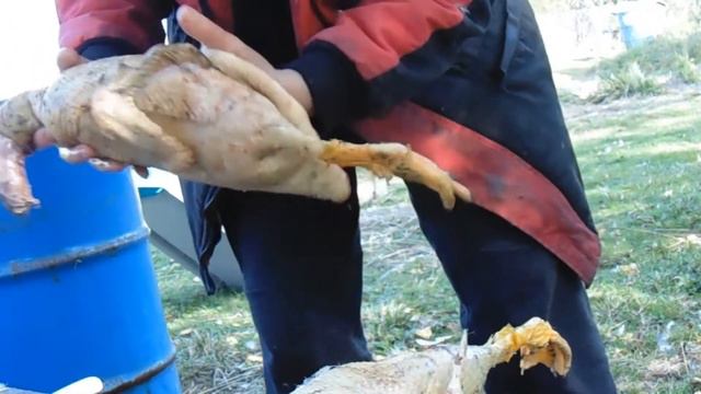 Гусеводство с семьей Добровольских. Забой и разделка уток. 18+(подумай прежде чем открыть это видео