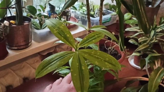 Драцены и другие растения ??? смотреть онлайн