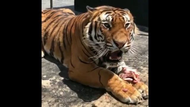 Ужасный Рык ТИГРА!  Рычание тигра - Как рычит Тигр Видео, Злой ТИГР - Tiger Roaring