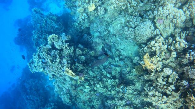 Egypt. Marsa Alam. Abu Dabab смотреть онлайн