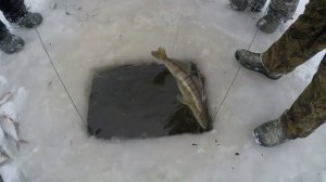 Рыбалка сетями зимой