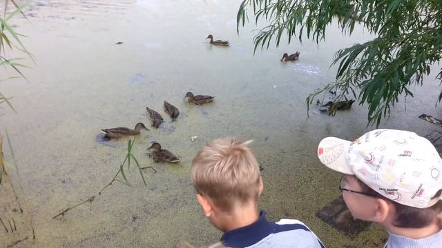 Кормление уток на пруду смотреть онлайн