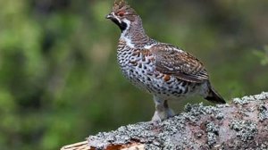 Разведение рябчиков в домашних условиях как бизнес | Дичеразведение | Домашние рябчики