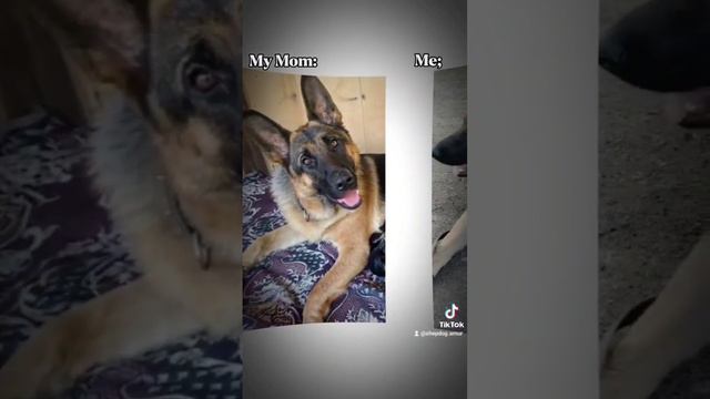 #Мои видео из TikTok #Воспоминание немецкая овчарка Амур #кролики_разведение #немецкаяовчарка смотреть онлайн