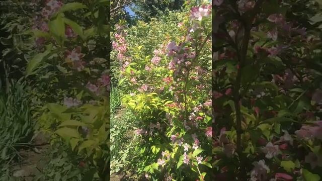 Вейгела розовая смотреть онлайн