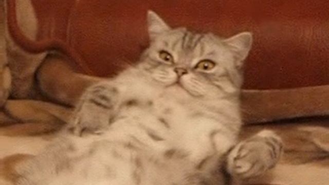 Животное смотреть онлайн