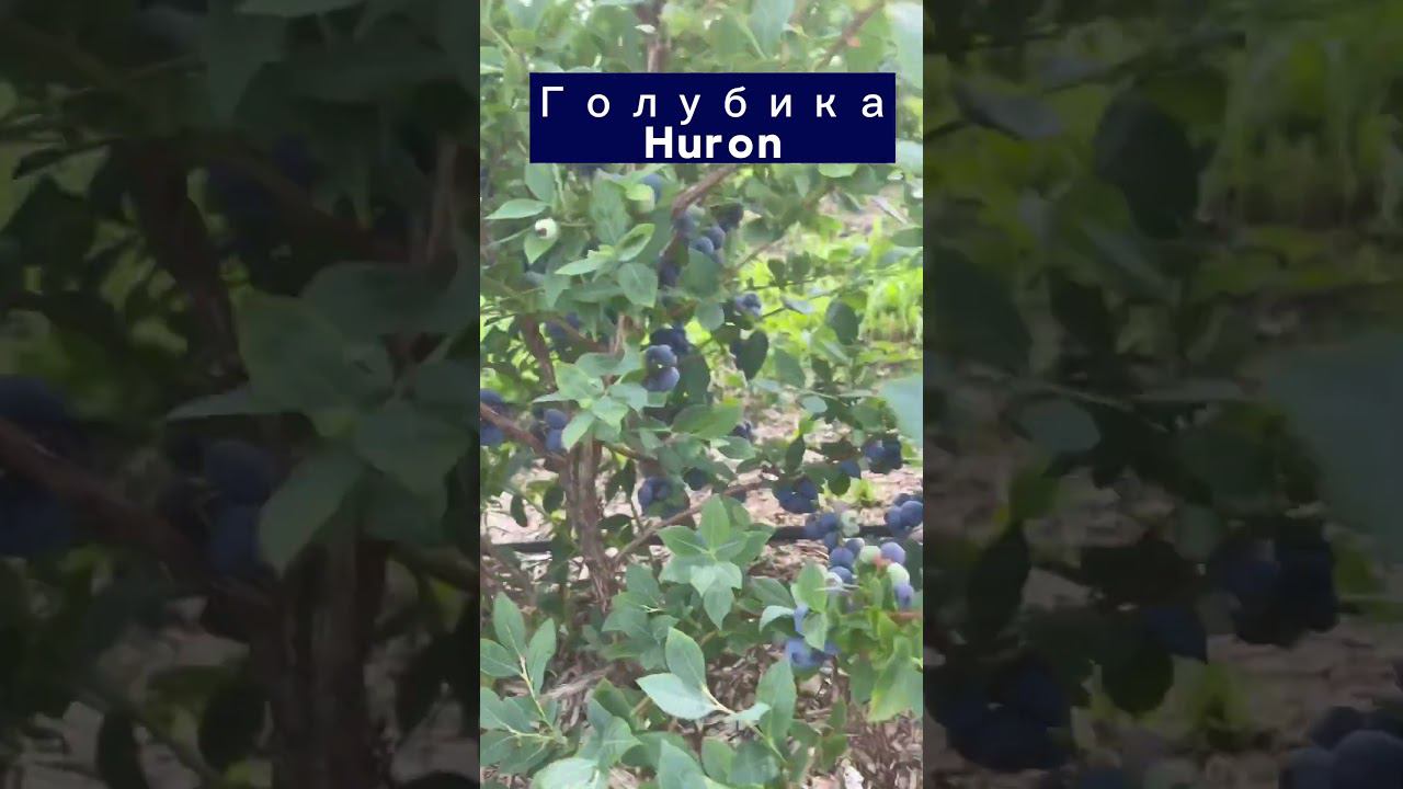 Голубика сорт Huron (Хурон, Гурон). Один из самых вкусных. смотреть онлайн