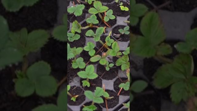 Саженцы ремонтантной клубники Курск. смотреть онлайн