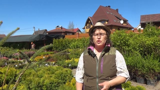 Сорта рябины со сладкими ягодами смотреть онлайн