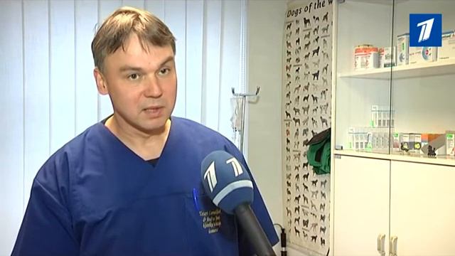 По 22 октября чипироваьт кошку можно всего за 5 евро смотреть онлайн