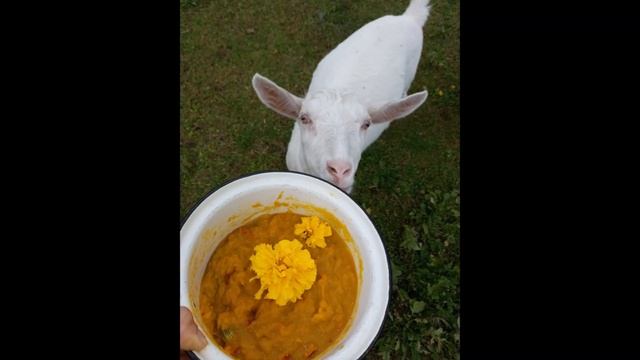 Животные тоже любят ТЫКВЫ