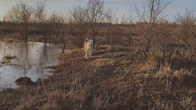 Как Найза любит воду?Середина марта смотреть онлайн
