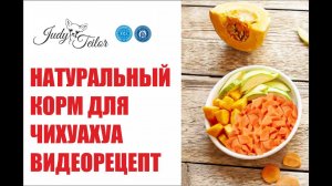 Чем кормить чихуахуа? Рецепт натурального корма для чихуахуа. Правильное питание чихуахуа