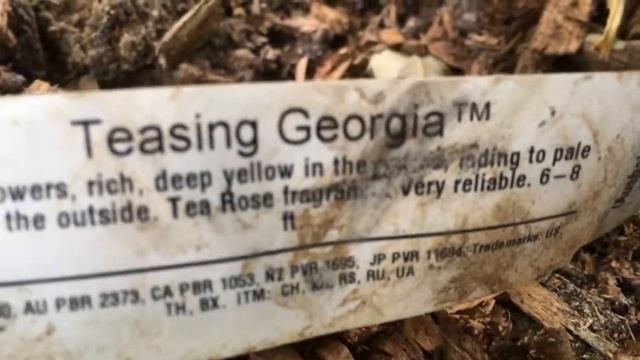 Роза Тизинг Джорджия. Английская роза. Новинка в моем саду! смотреть онлайн