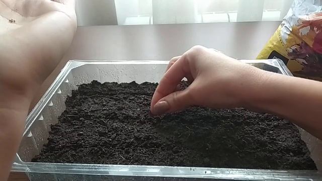 Петуния. Посев семян. 30.01.2019.