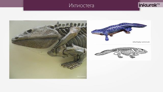 Макроэволюция | Биология 11 класс #7 | Инфоурок смотреть онлайн