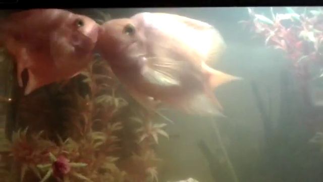 "Рыбки целуются" смотреть онлайн