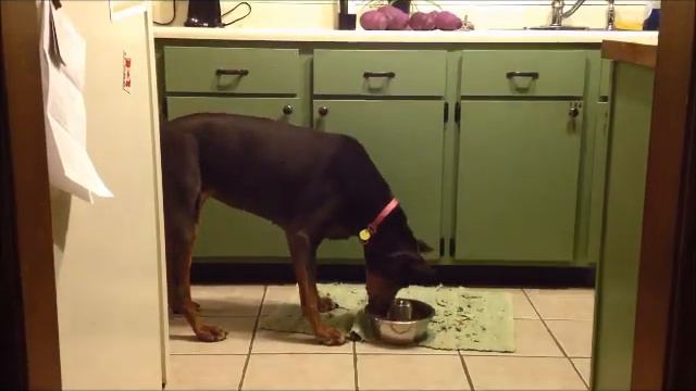 Candy the Blue Doberman needs a home смотреть онлайн