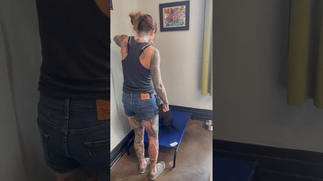 Miss Iris, 6 month old Pitbull working on staying calm in the Tattoo parlor with distractions #k9 смотреть онлайн