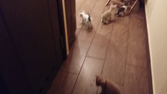 Кошенятка на перетримці