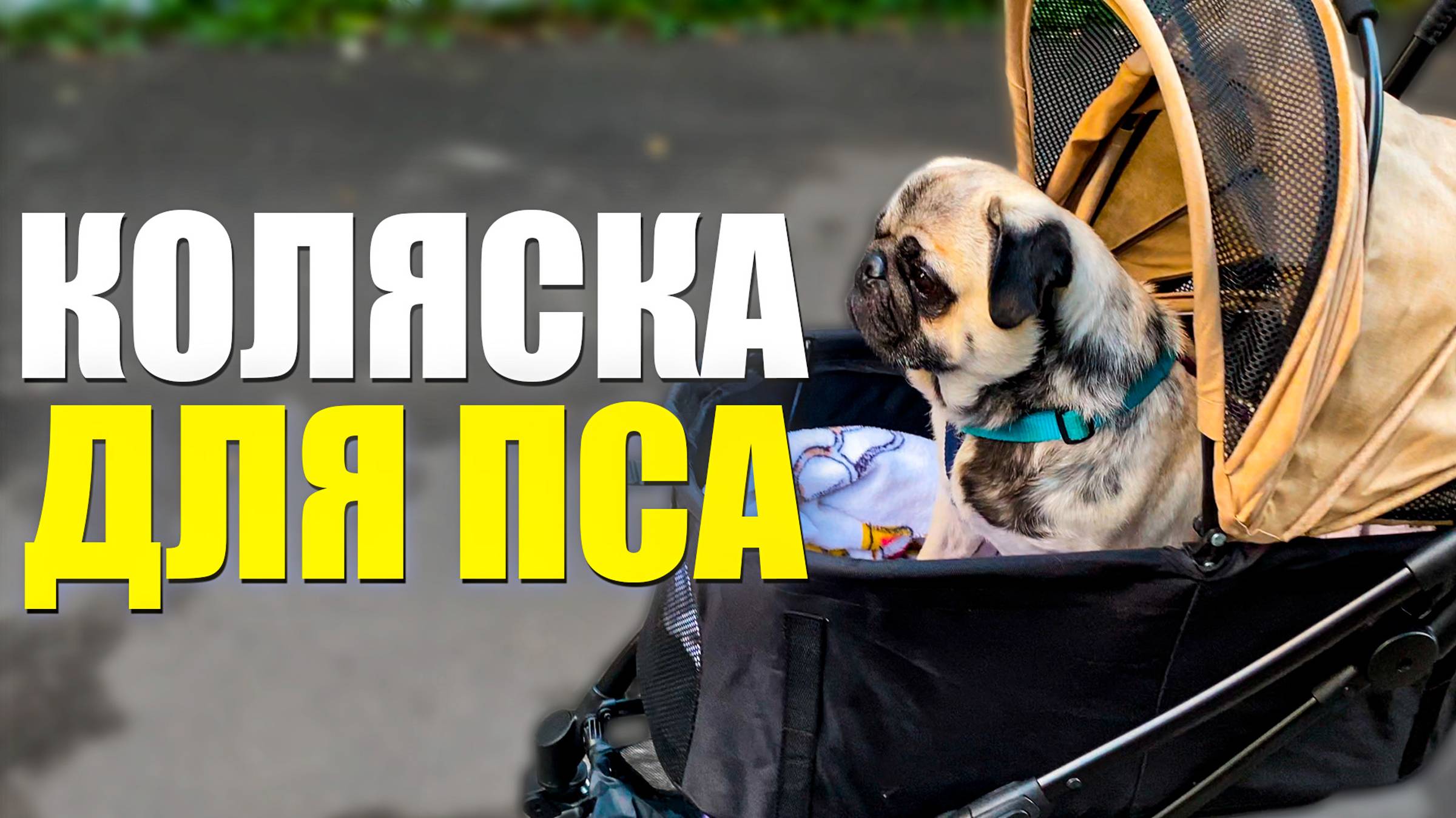 Коляска для собаки | Купил коляску для мопса - Винни | Обзор коляски для собак смотреть онлайн
