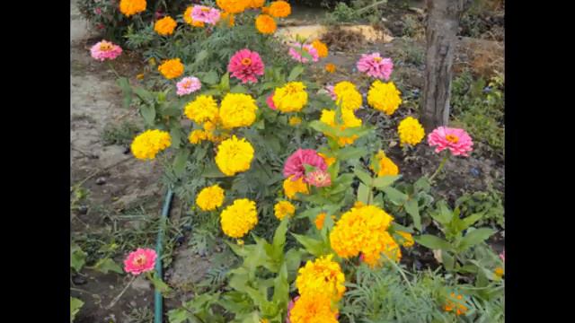 НАД ДЕРЕВНЕЙ КЛЮЕВКОЙ!!! смотреть онлайн