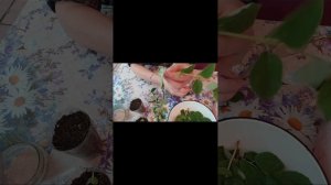 Черенкование чубушника летом