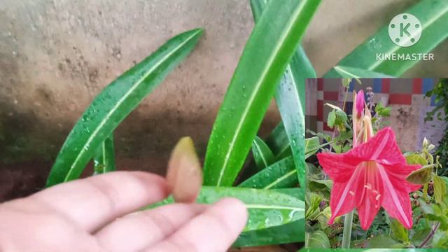 5 രൂപ മുതൽ 35 രൂപ വരെയുളള ചെടികൾ 9048885523/online plant sale /ramadan special sale/10rs plants смотреть онлайн