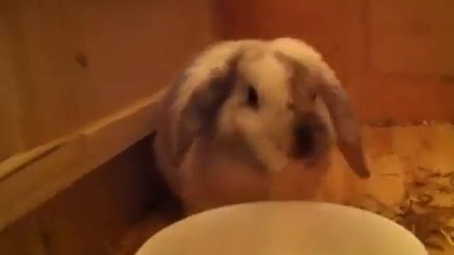 Rabbit with hiccups смотреть онлайн