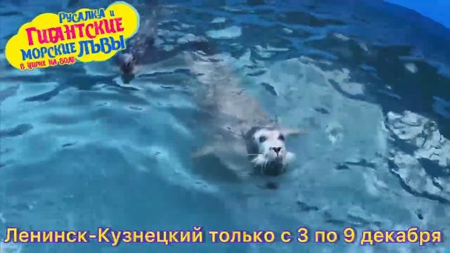 Ленинск-Кузнецкий! с 3 по 9 декабря! Цирк на воде! смотреть онлайн