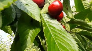 Черешня Мелитопольская чёрная крупноплодная.