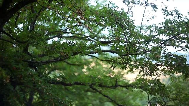 canon 6d (with helios 44-2 ) смотреть онлайн