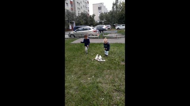Бульдог Джонни-Жора/Приветы от деток Брайса и Джессики/#американскийбульдог смотреть онлайн
