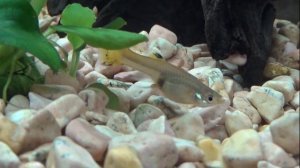 Роды гуппи в аквариуме