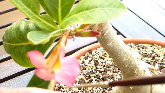Polinizar Adenium Arabicum смотреть онлайн